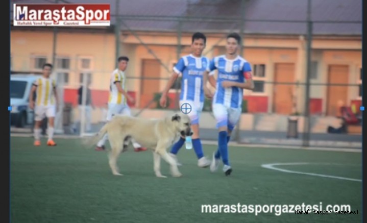 Kahramanmaraş’ta oynanan maçta sahaya köpek girdi