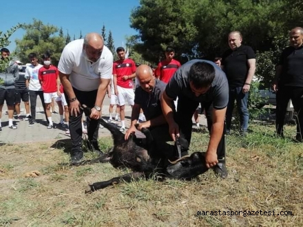 Kahramanmaraşspor’da Maç Öncesi Kurban Kesildi