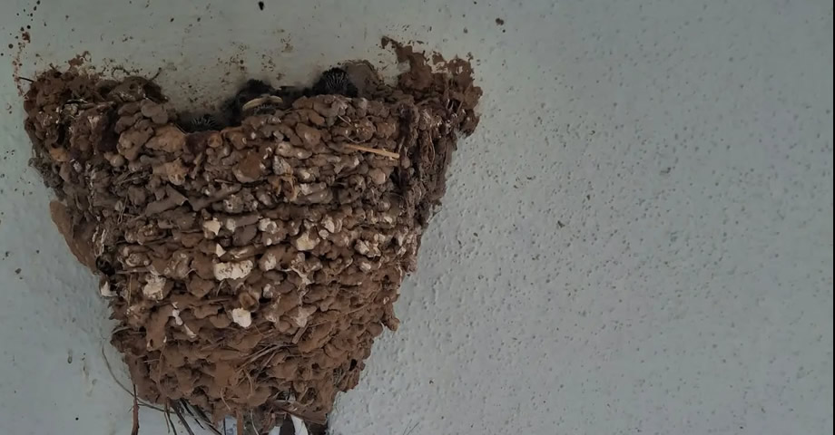 Kırlangıcın Çamurdan Yaptığı Yuva Görenleri Hayran Bıraktı