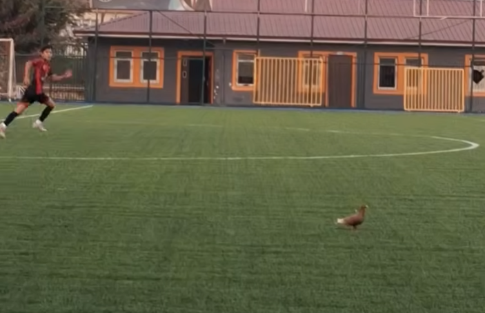 Sahaya İnen Güvercin Yürekleri Ağza Getirdi! Topun Çarpmasından Son Anda Kurtuldu